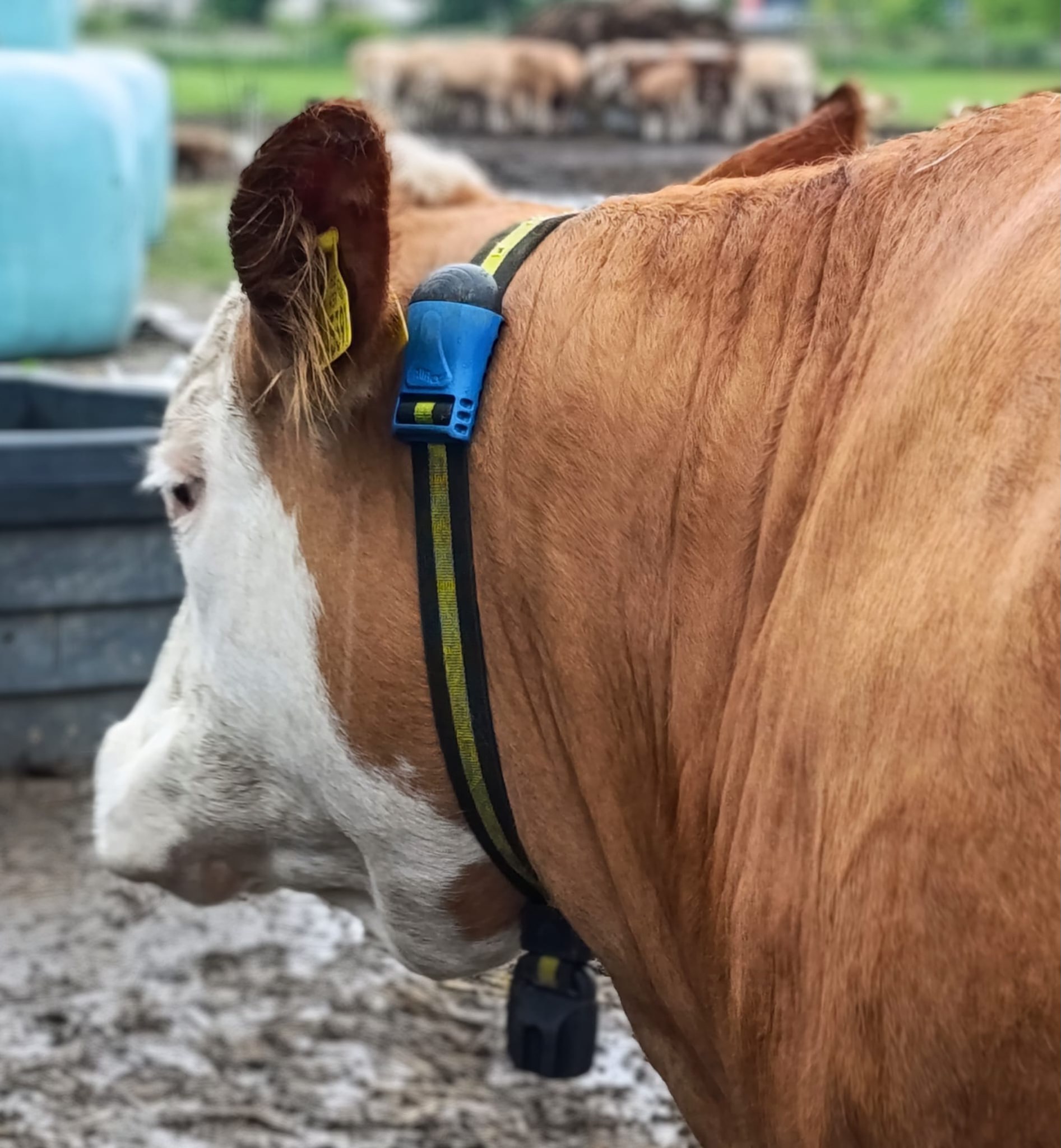 Foto Statek u Kučerů skot s monitorovacími obojky2