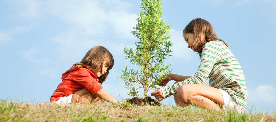 Web Aktuality Cesty za stromy