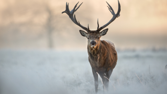 Myslivecký ples HS Lišov-Levín