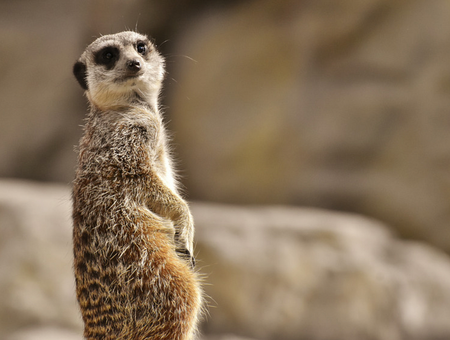 Den zvířat v Zoo Hluboká